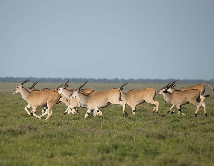 Ngorongoro Crater